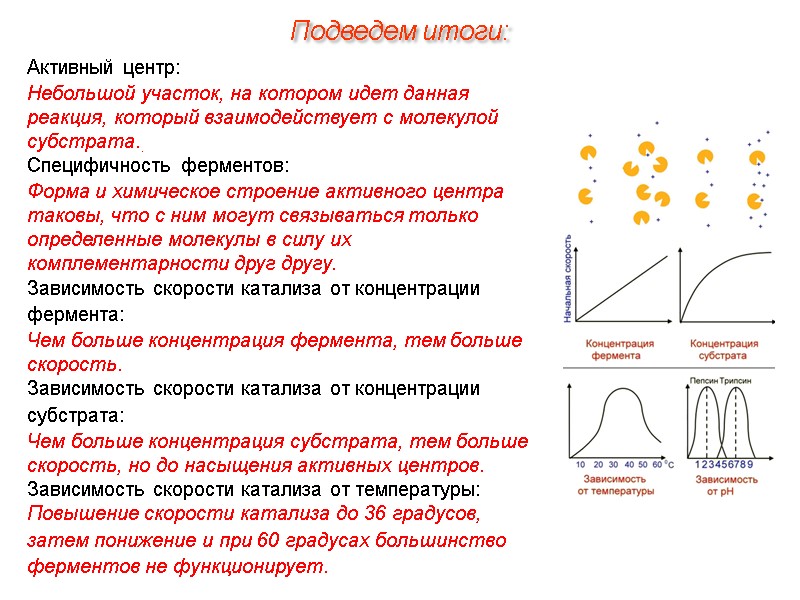 Активный центр: Небольшой участок, на котором идет данная реакция, который взаимодействует с молекулой субстрата..